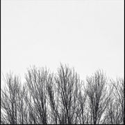 the album cover for Northwoods Improvisers - White Sky