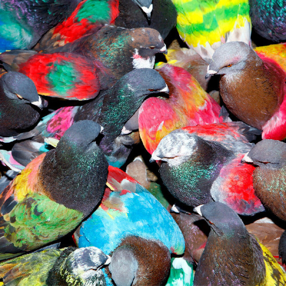 Blawan – Sickelixir (LP Vinyl)