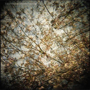 Horse Feathers – Thistled Spring (LP Vinyl)