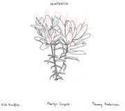 Kirk Knuffke – Paintbrush (CD)