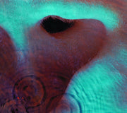 Pink Floyd – Meddle (CD) - Back