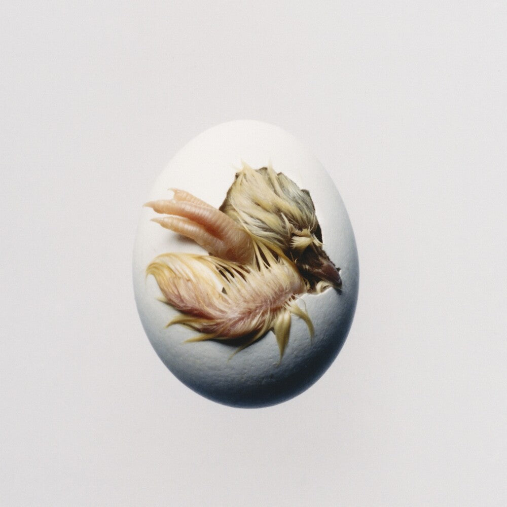 Shygirl – SWALLOW! (CD)