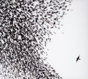Wilco – Sky Blue Sky (CD) - Back